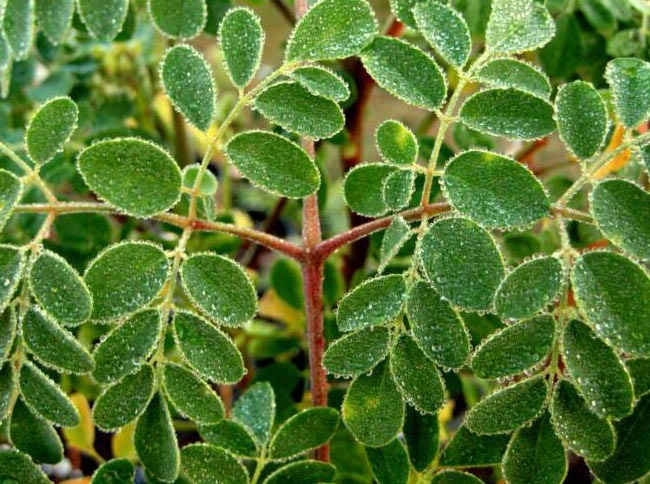 Moringa Leaves