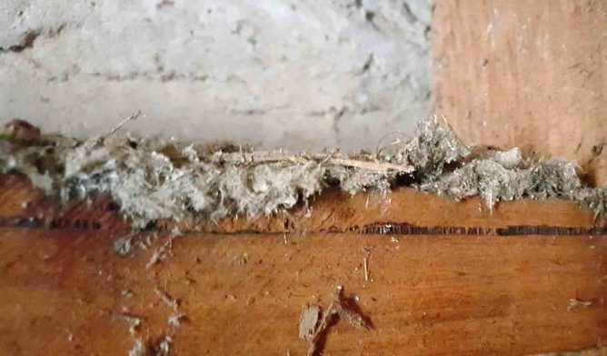 Mr. Fluffy asbestos insulation behind a wall on a wooden beam