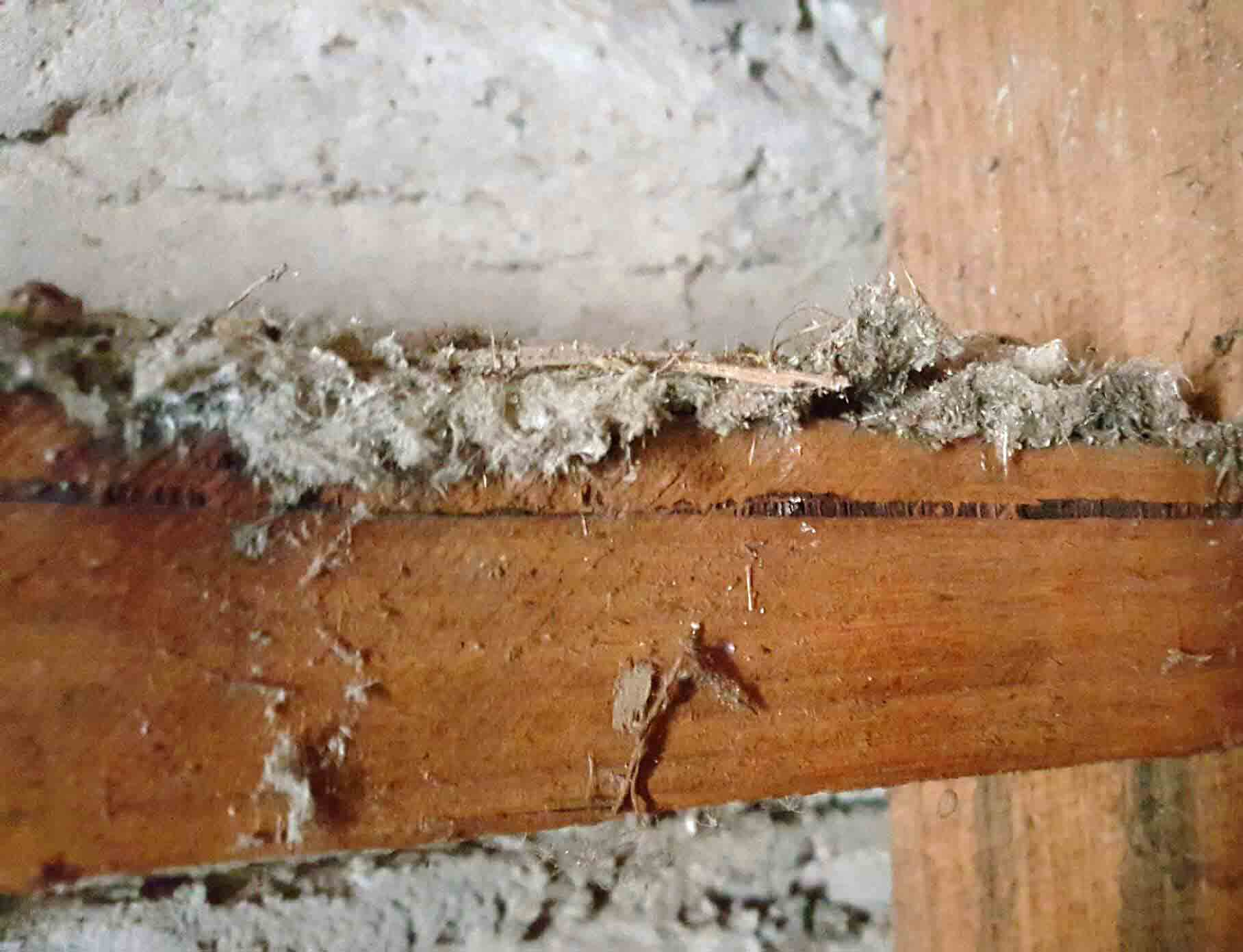 Mr. Fluffy asbestos insulation behind a wall on a wooden beam