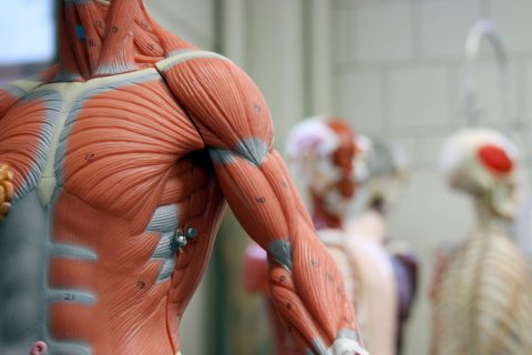 Anatomical model of human muscle