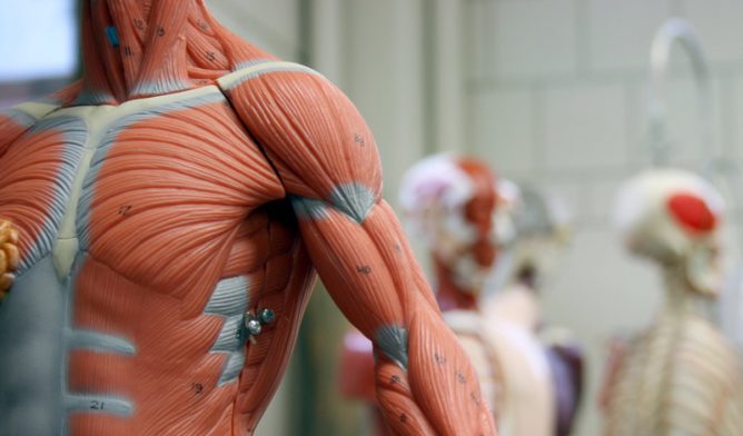 Anatomical model of human muscle