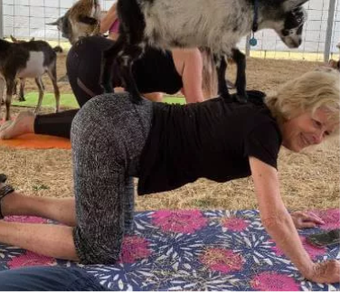 Patricia Stevens doing goat yoga