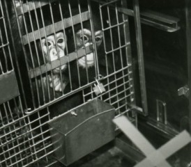 Chimpanzees in a cage