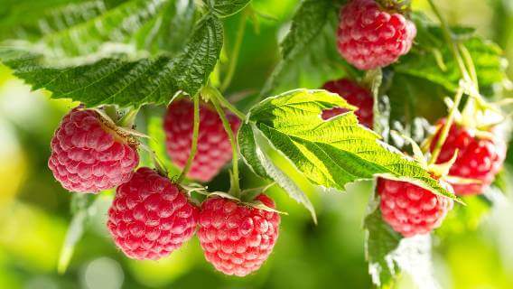 Raspberries with leaves