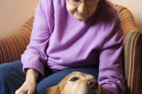 Pet Therapy