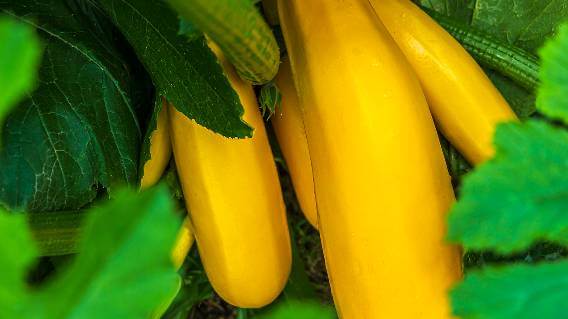 Yellow summer squash on vine