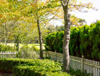 Trees in backyard