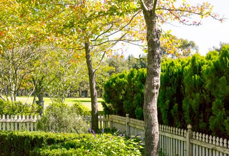 Trees in backyard