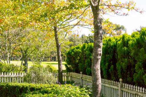 Trees in backyard