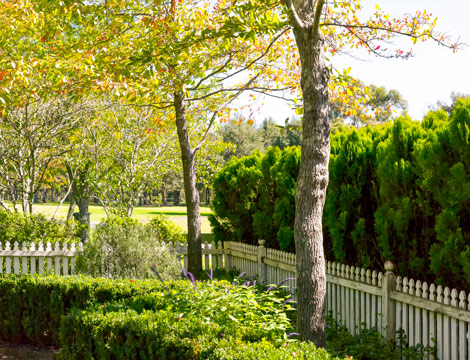 Trees in backyard