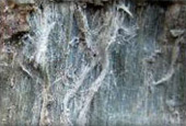 Tremolite Asbestos