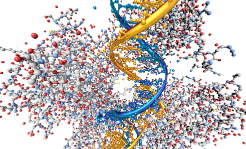 molecules of p53 binding to DNA