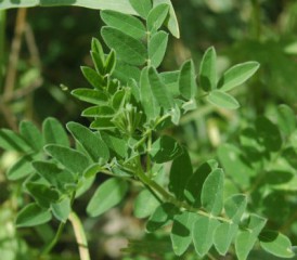Astragalus herb leaves
