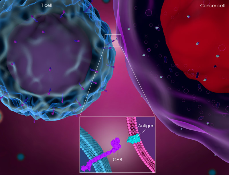 CAR T cell Illustration CAR T cell Illustration