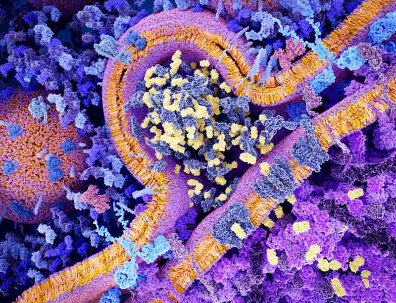 Chimeric antigen receptor (CAR) therapy Chimeric antigen receptor (CAR) therapy