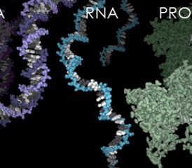 Illustration of DNA and RNA proteins Illustration of DNA and RNA proteins