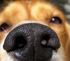 Dog Sniffing Dog Sniffing
