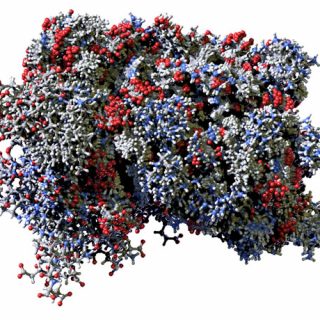 Red, blue and gray model of a human interferon molecule