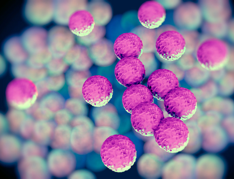 MRSA bacteria MRSA bacteria