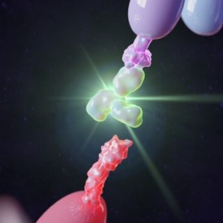 PD-1 Antibody Simulation Graphic