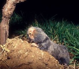 Palestine mole rat digging in dirt Palestine mole rat digging in dirt