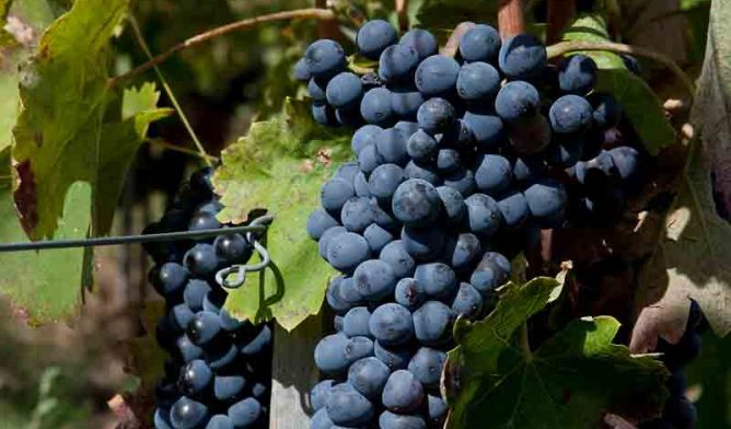 Aglianico grapes