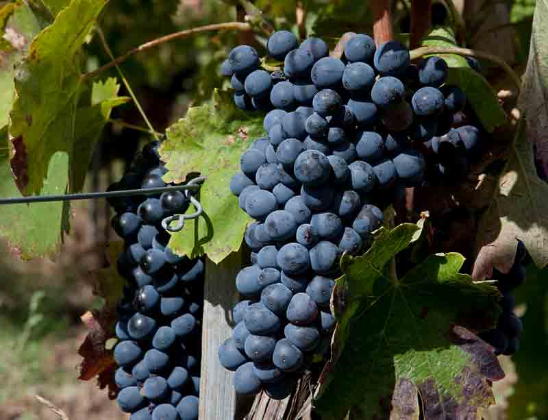 Mesothelioma Cells Slowed by Grape-Seed Extracts