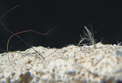 Drywall dust and loose fibers