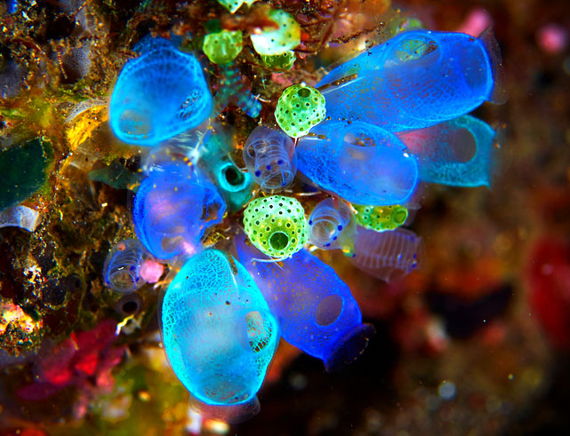 blue sea squirt blue sea squirt