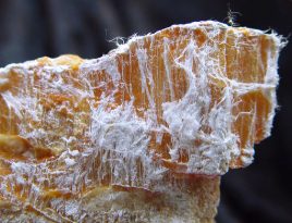 Chrysotile asbestos fibers