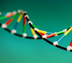 DNA double helix molecule DNA double helix molecule