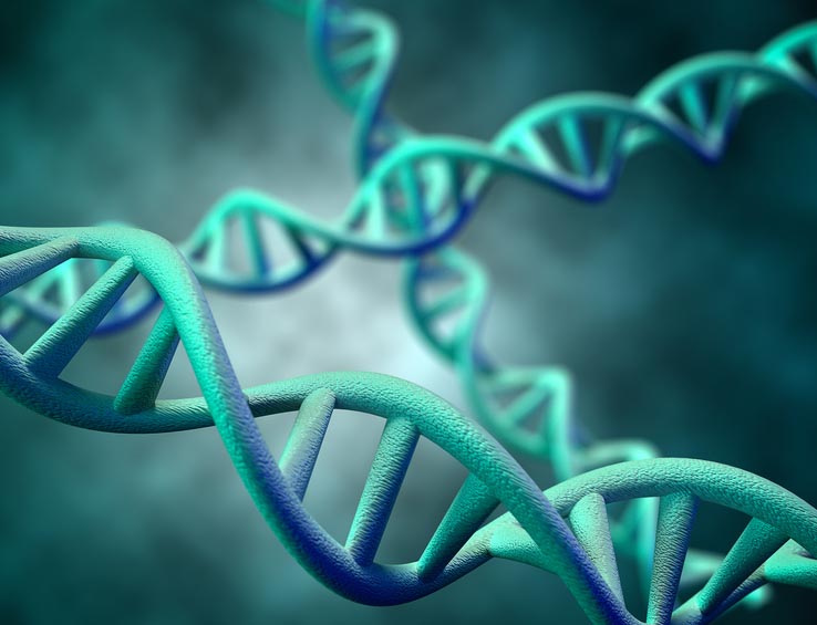 DNA strands DNA strands