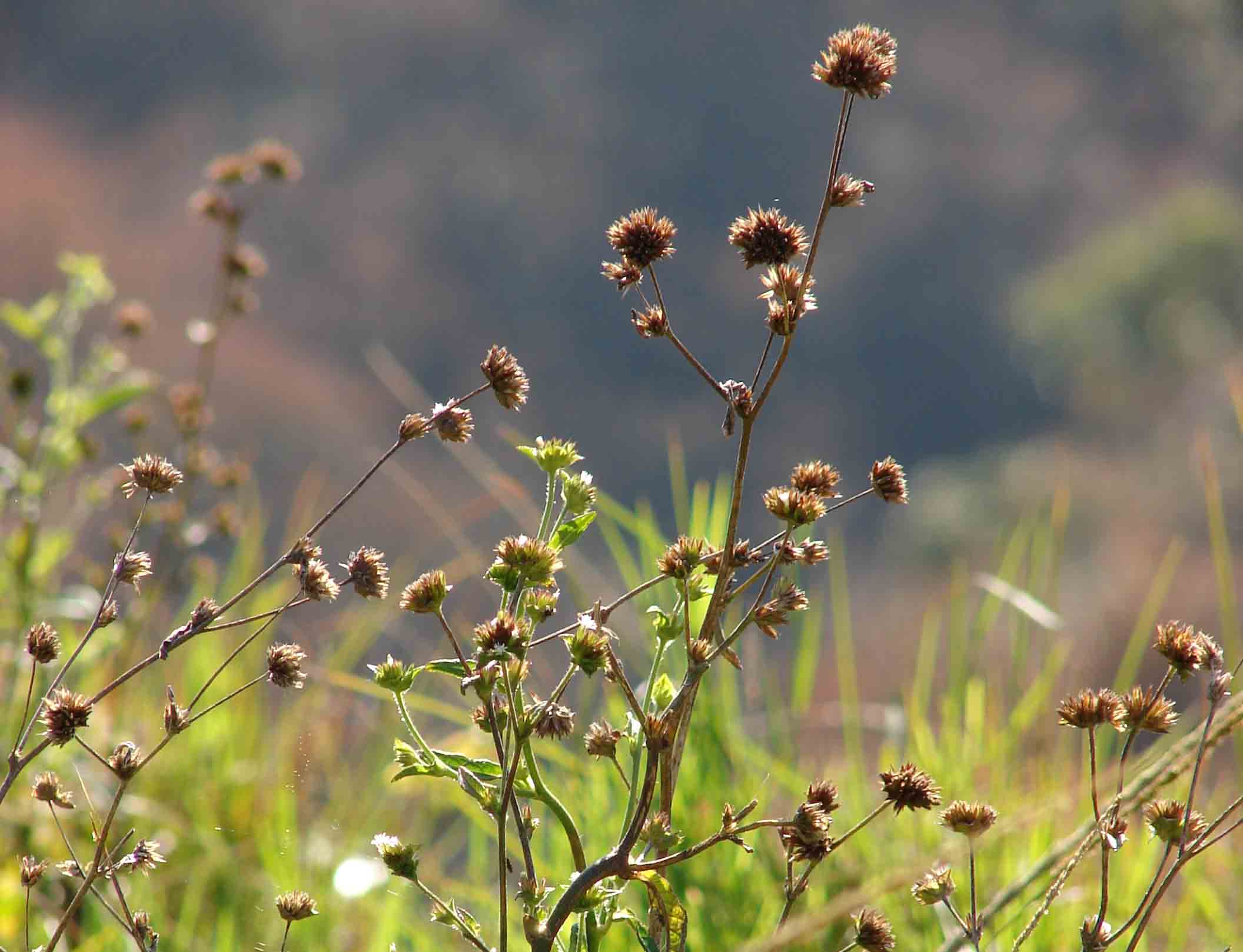 Elephantopus mollis plant Elephantopus mollis plant