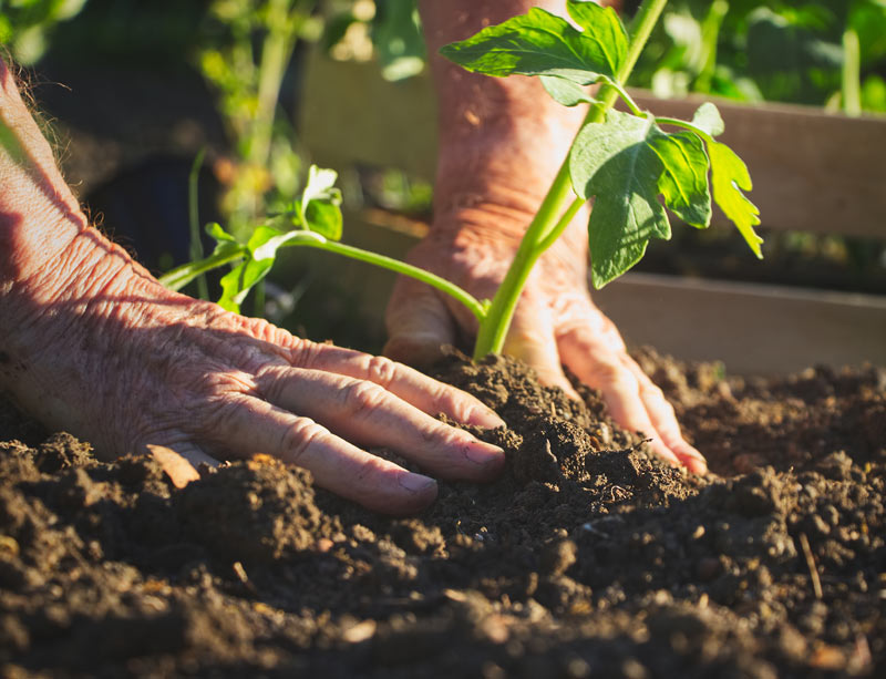 Gardener planting tomatoes Gardener planting tomatoes
