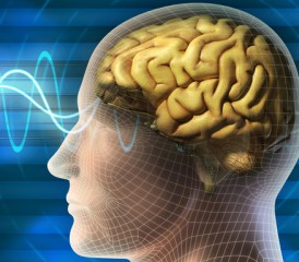 Magnetic Wages going Through a Brain Magnetic Wages going Through a Brain