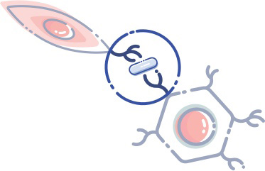 A checkpoint inhibitor drug blocks the inhibitor pathway between an immune cell and a cancer cell