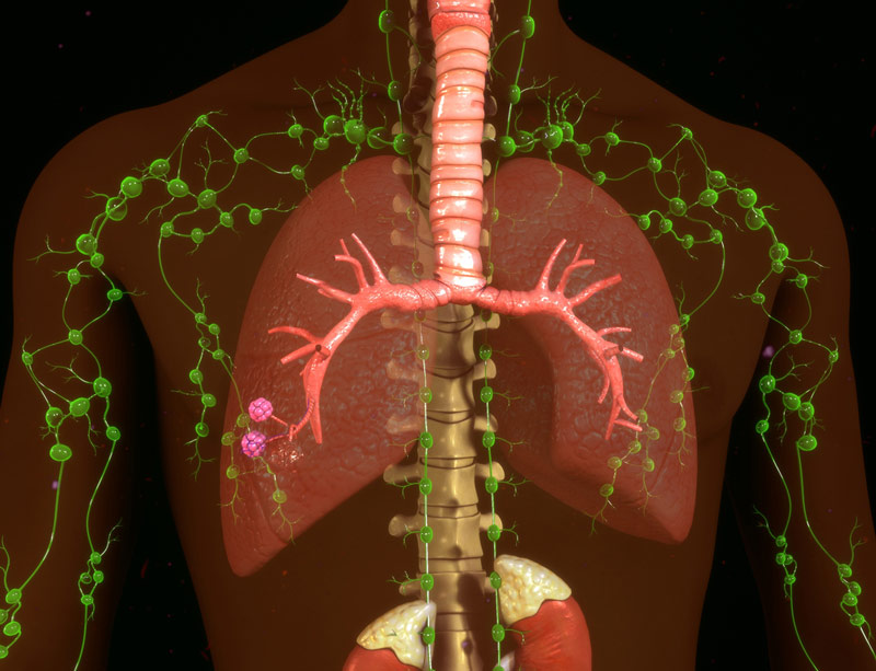Lymphatic system around lungs Lymphatic system around lungs