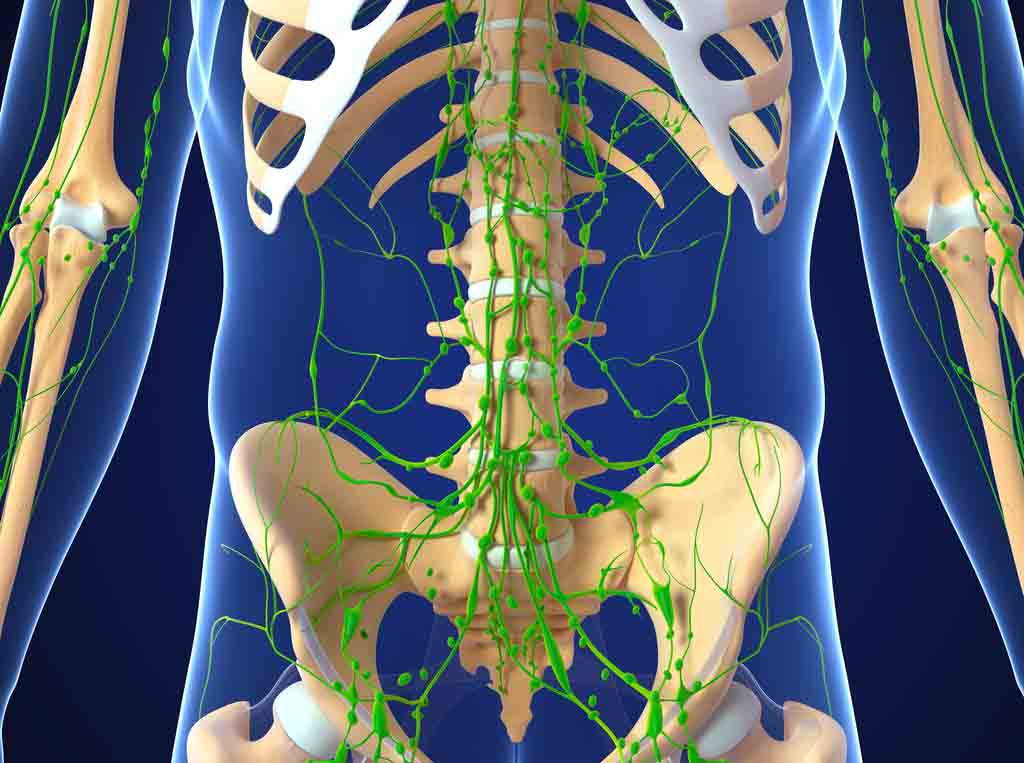 Lymphatic system Lymphatic system
