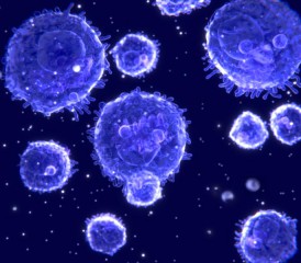 Lymphocyte immune cells