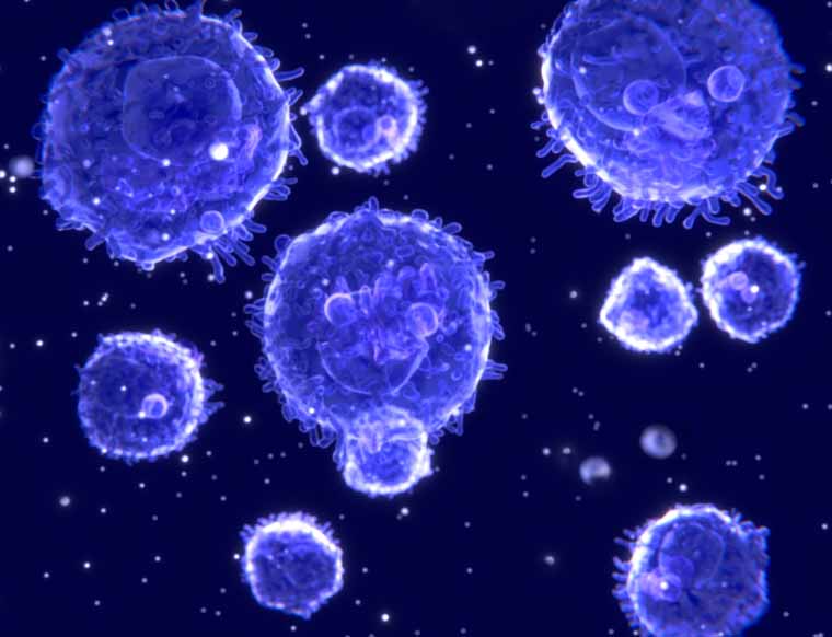 Lymphocytes Lymphocytes