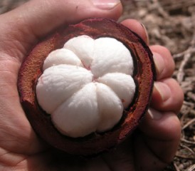mangosteen mangosteen