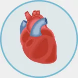 heart organ icon