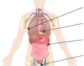 Mesothelioma body location diagram