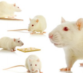 Many white mice with red eyes Many white mice with red eyes