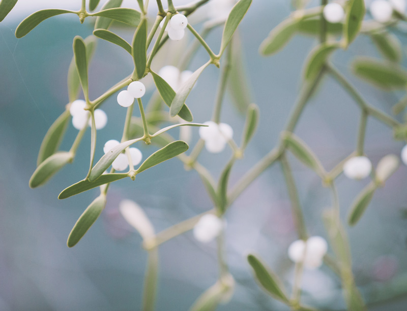 Mistletoe (Viscum album) Mistletoe (Viscum album)