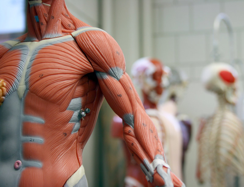 Better Muscle Mass Linked to Improved Immunotherapy Response