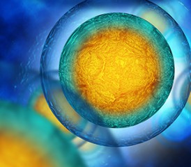 Human cells Human cells