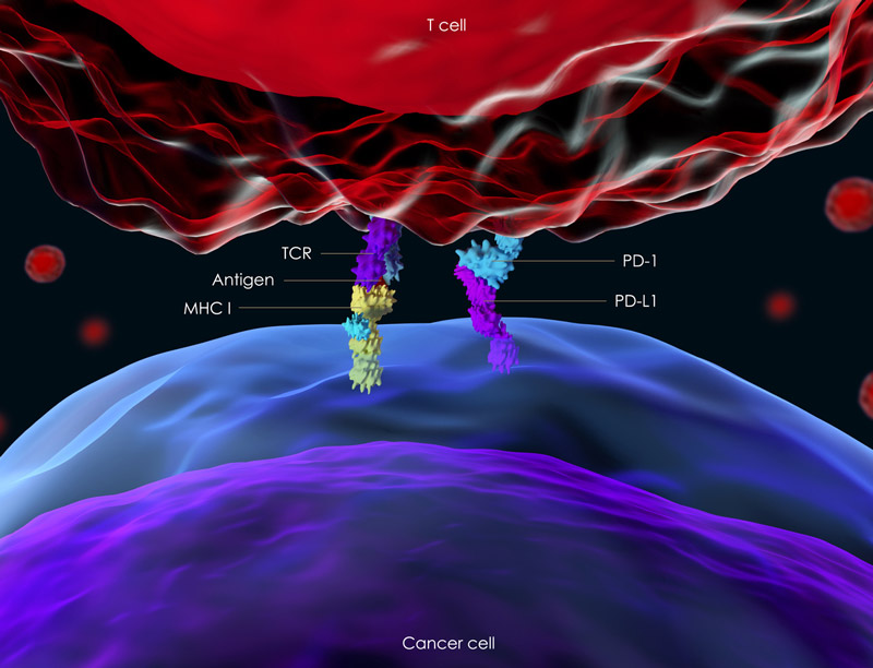 Illustration of PD-L1 pathway Illustration of PD-L1 pathway
