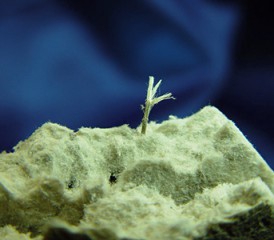 Piece of asbestos Piece of asbestos