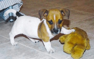 Puppy & his toy